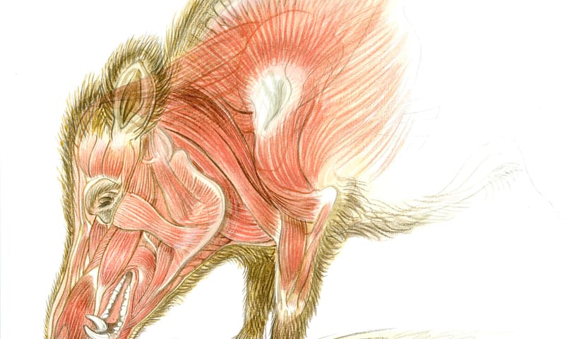 Spieren in schouders en kop wild zwijn