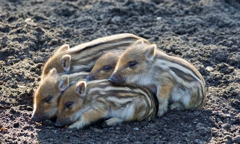 Biggetjes wild zwijn