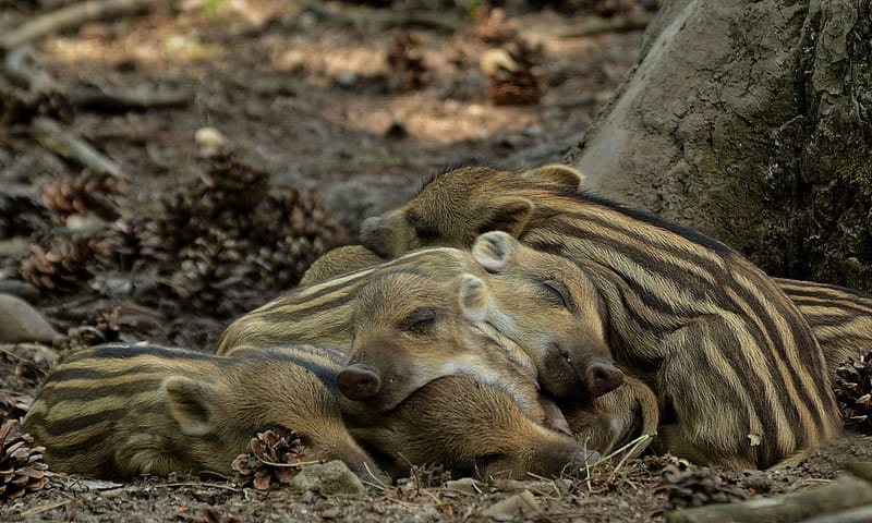 Biggetjes wild zwijn