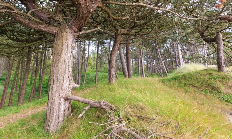 bosbaden Schiermonnikoog