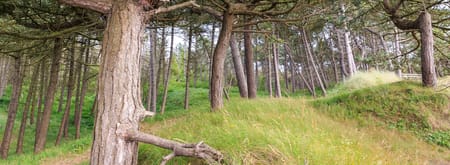 bosbaden Schiermonnikoog