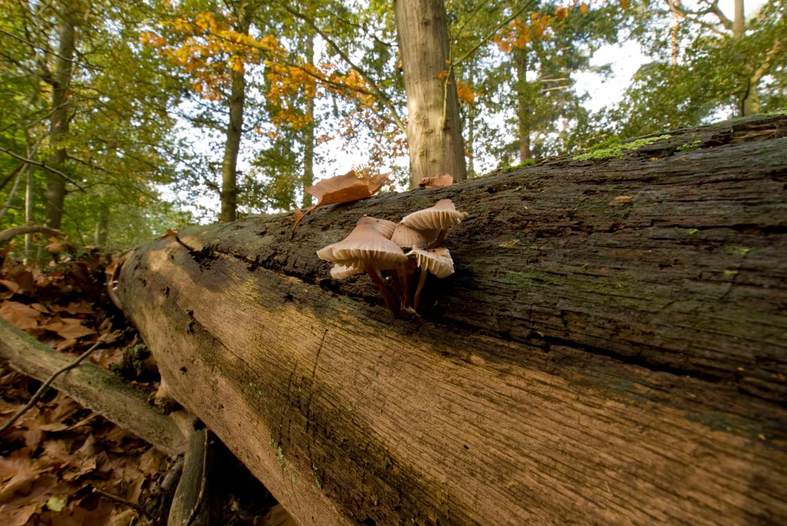 Paddenstoelen in de Oisterwijkse Bossen