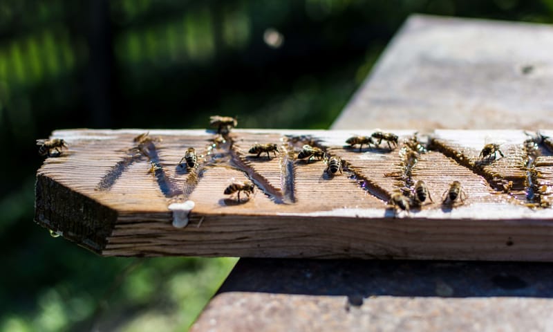 Waterplank voor insecten