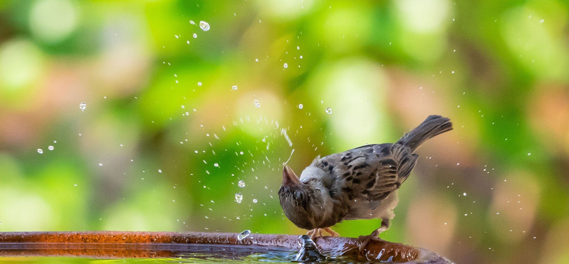 Water voor vogels
