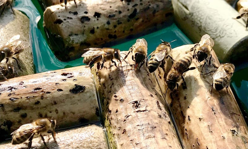 Waterbad voor insecten