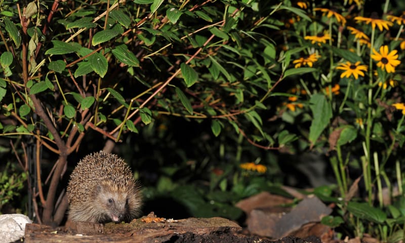 Egel