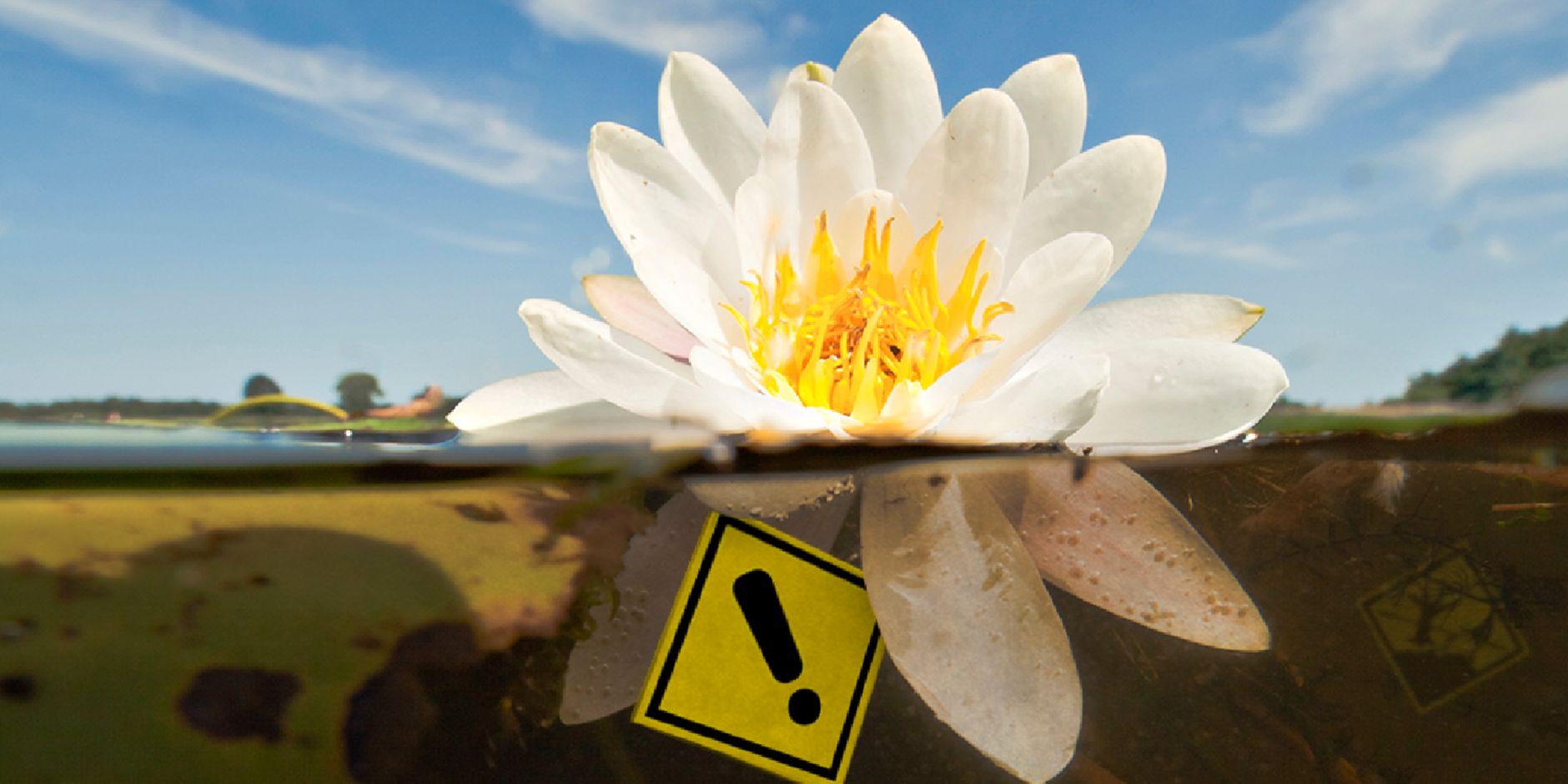 300 waterlelie waterkwaliteit V6