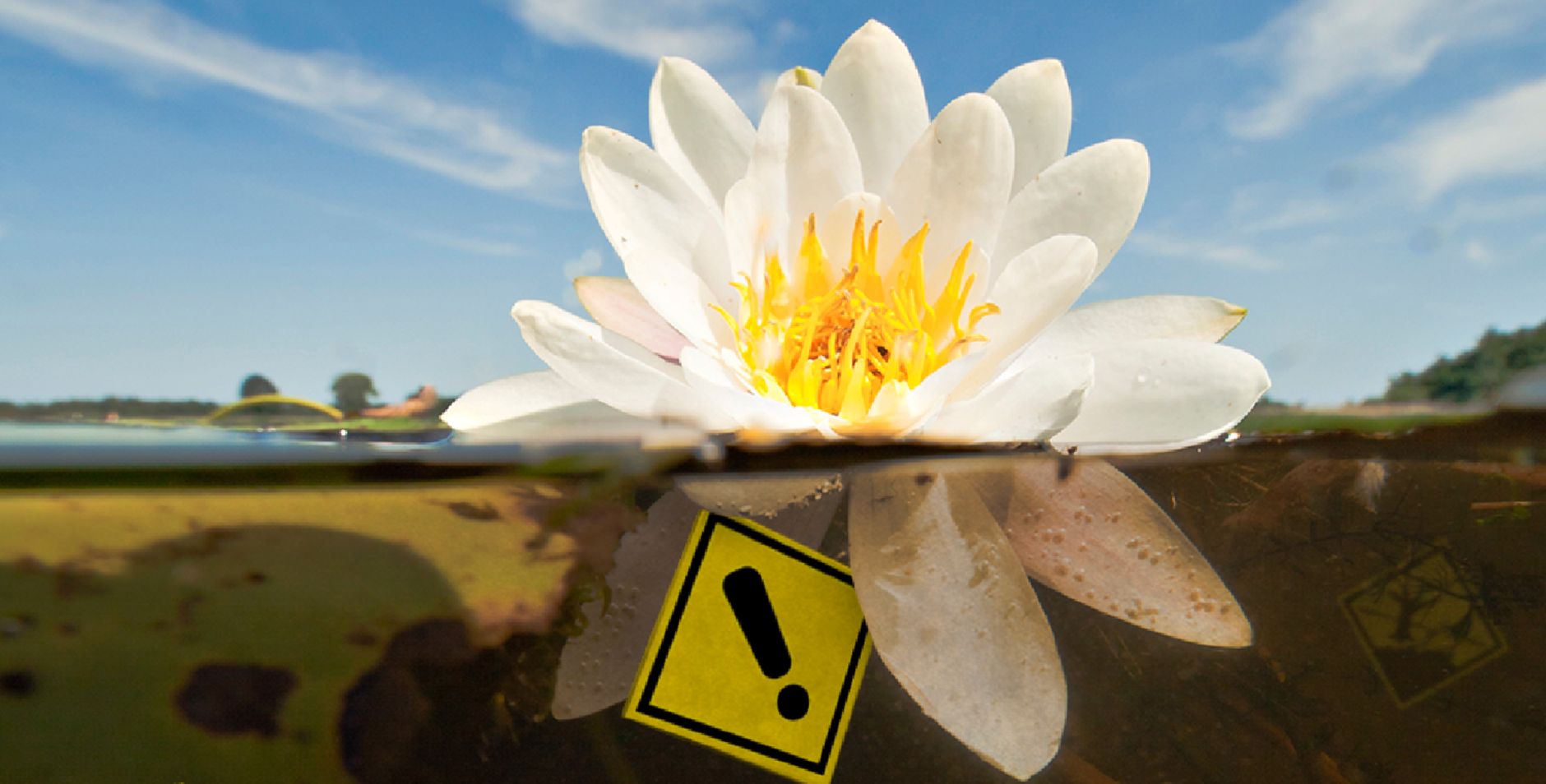 300 waterlelie waterkwaliteit V6