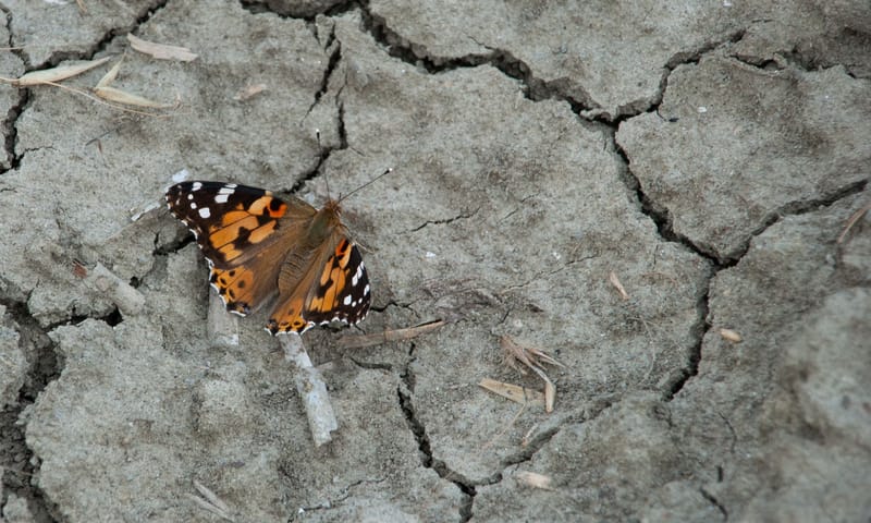 Distelvlinder landingspagina campagne