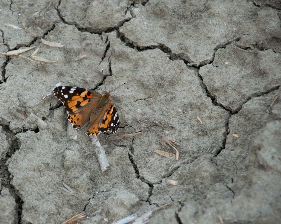 Distelvlinder landingspagina campagne