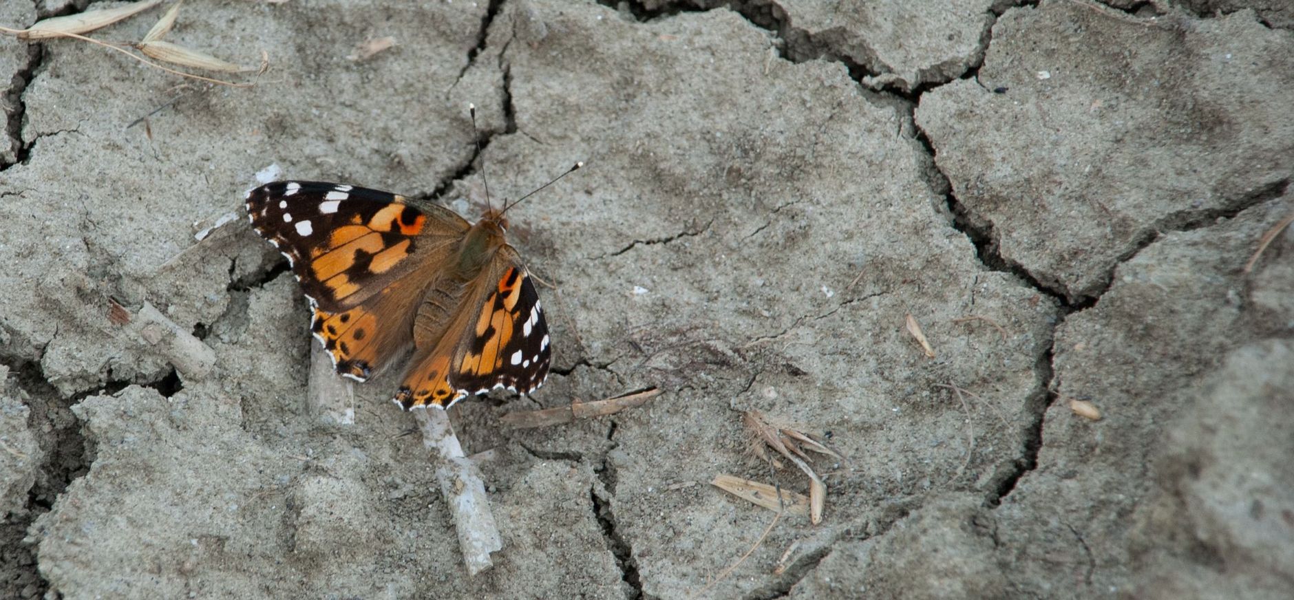 Distelvlinder landingspagina campagne