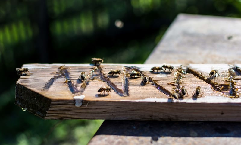 Waterplank voor insecten