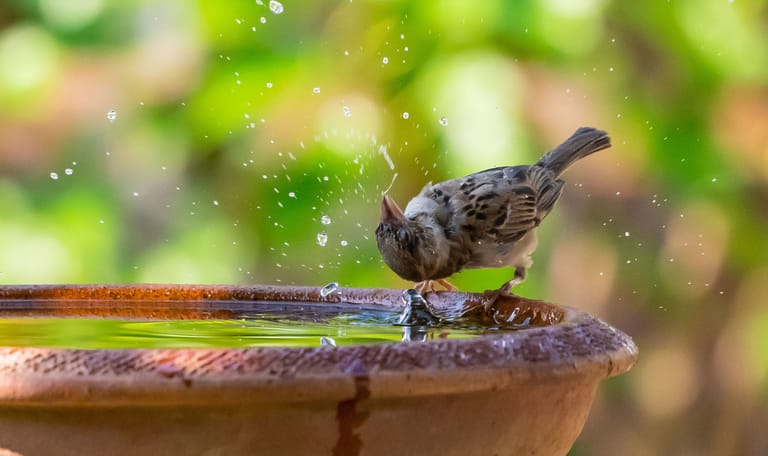 Water voor vogels