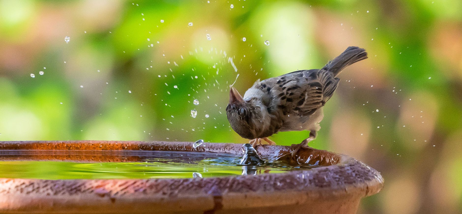 Water voor vogels