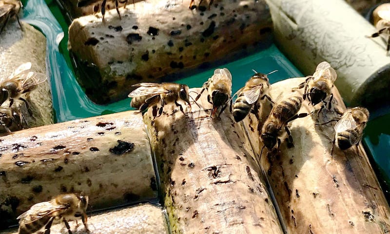 Waterbad voor insecten