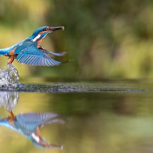 IJsvogel