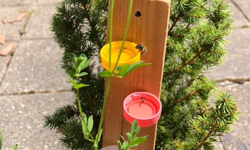 Waterbakje voor insecten
