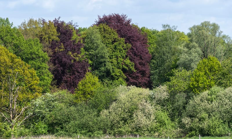 Twente