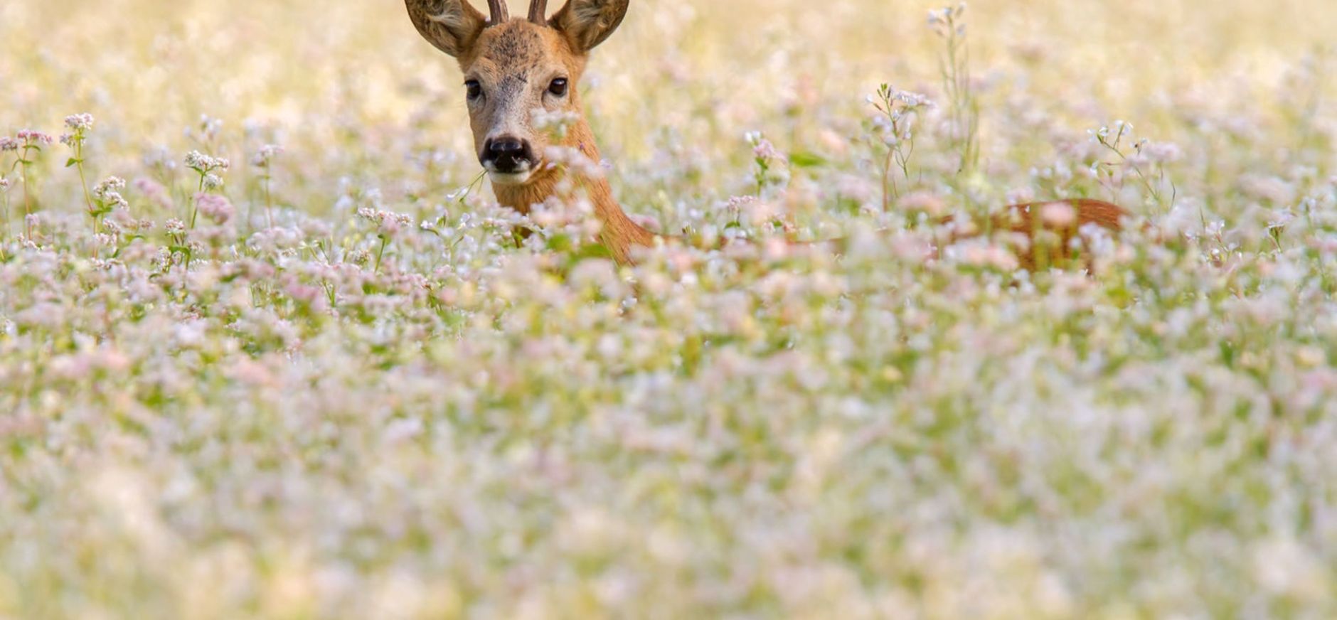 ree in boekweitveld