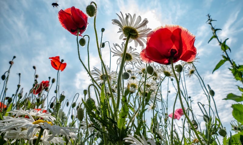 Landbouw natuur inclusief