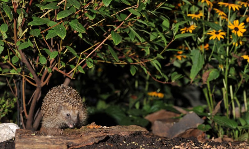 Egel