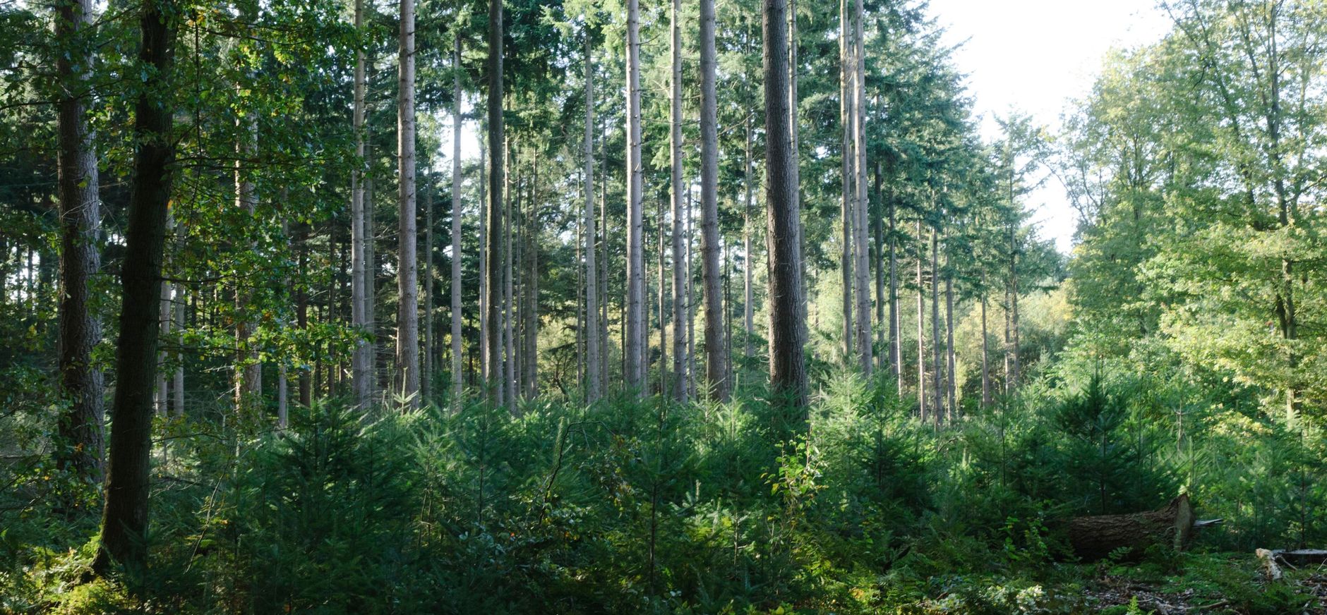 Gevarieerd bos