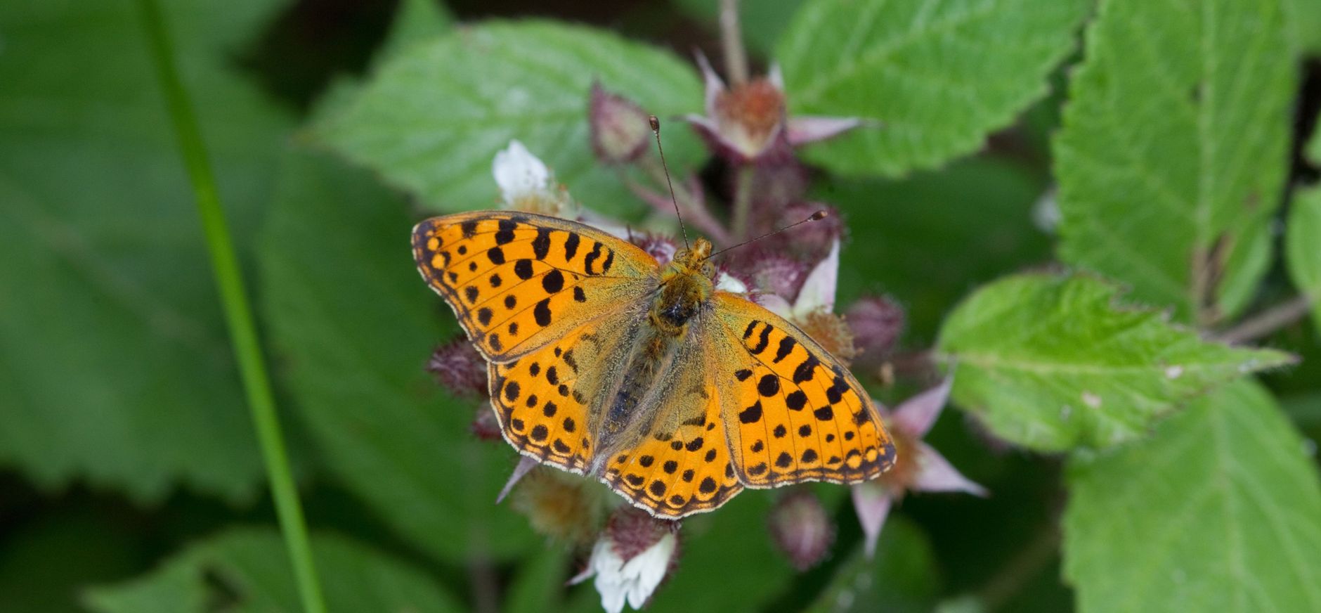 Meer biodiversiteit