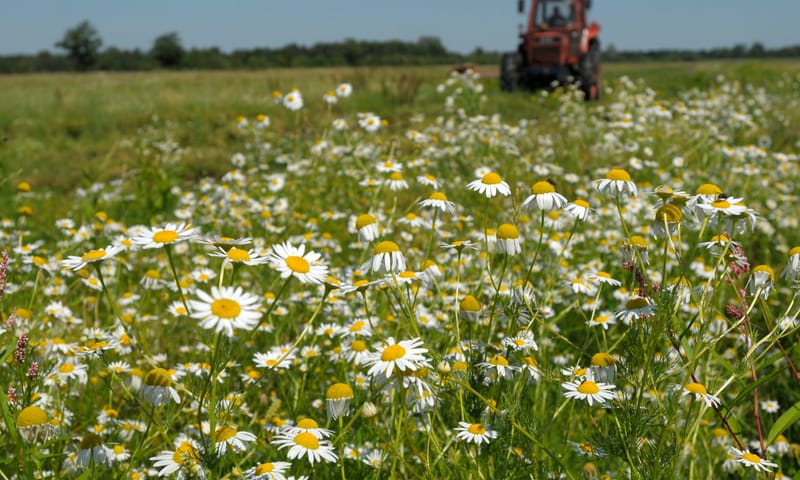 Trekker tussen margriet