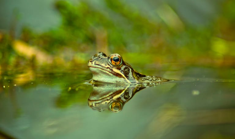 Kikker in mini-vijver