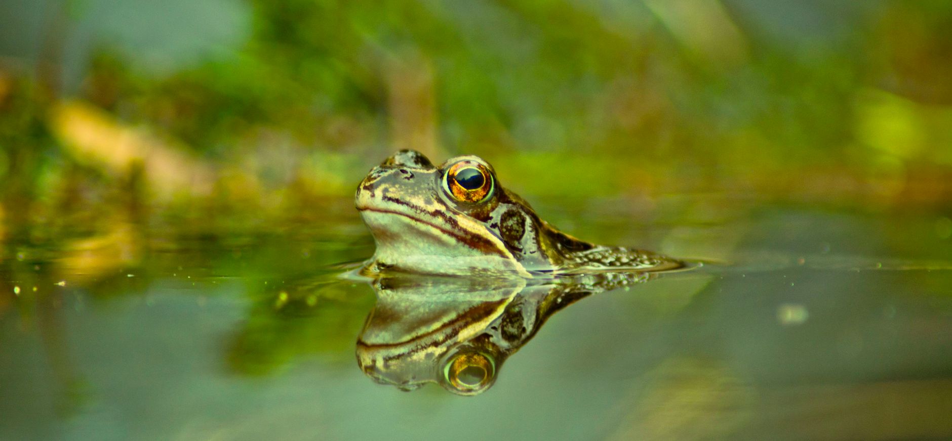 Kikker in mini-vijver