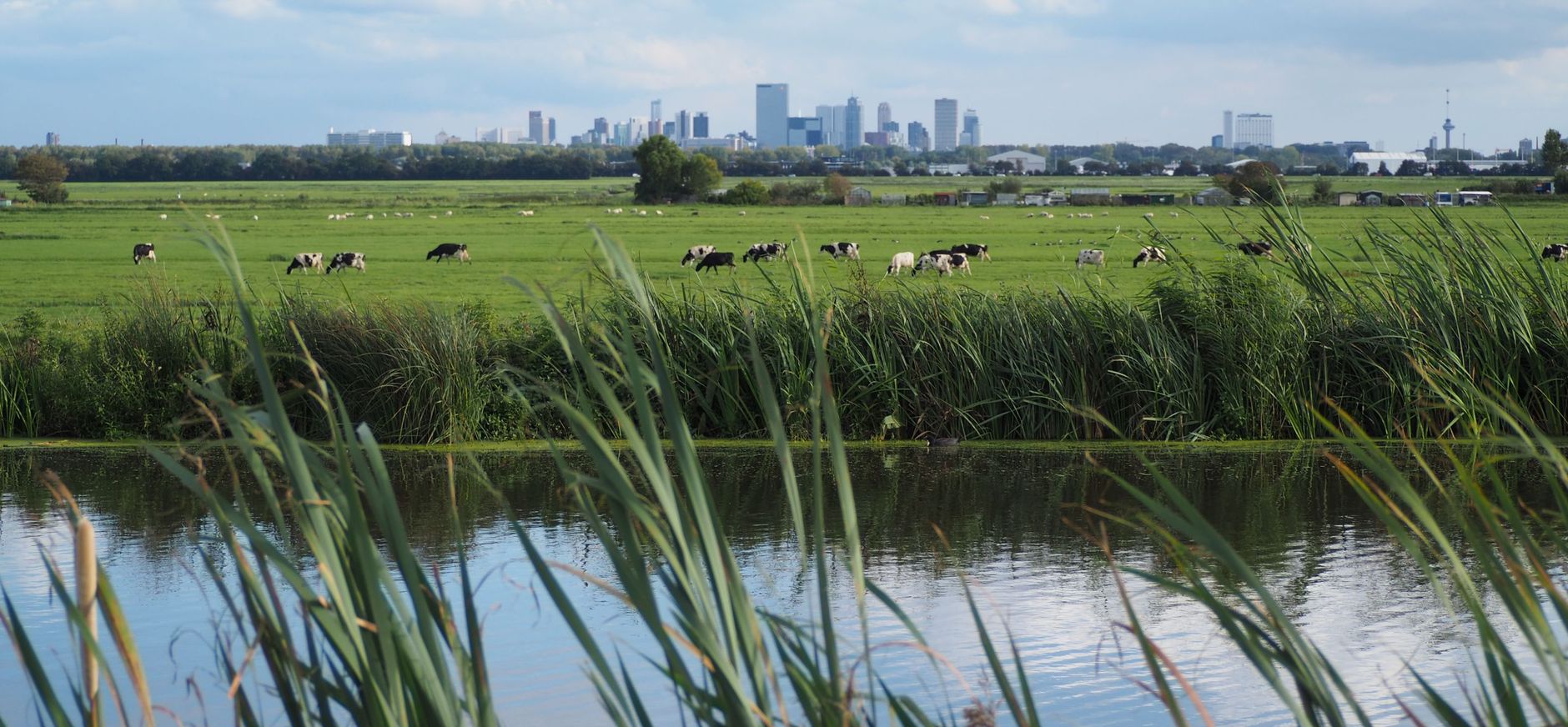 Rotterdams platteland - skyline Rotterdam