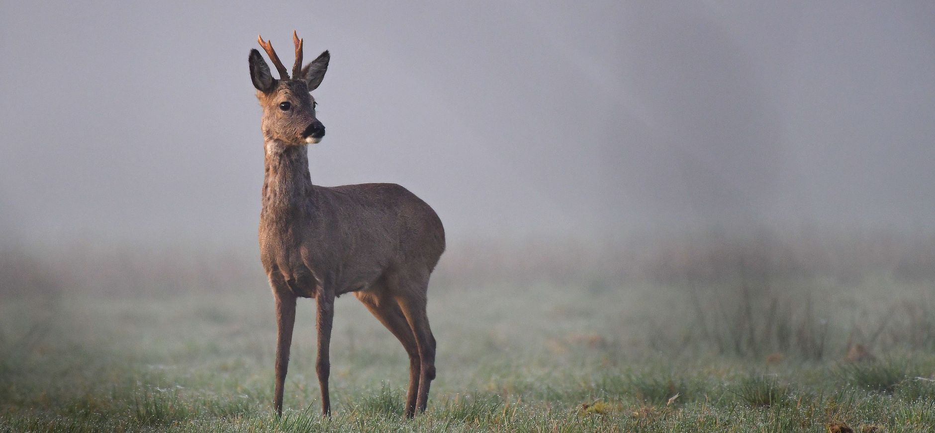 Ree