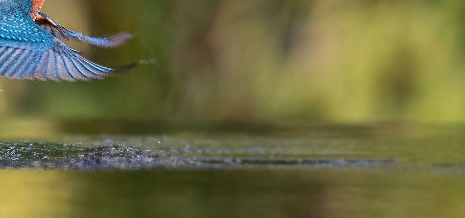 IJsvogel header word lid