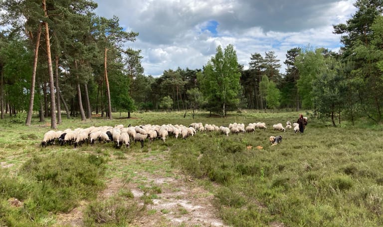 schaapskudde Belhamel - Grote Veld