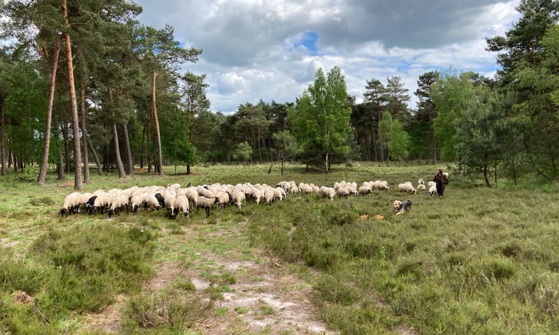 schaapskudde Belhamel - Grote Veld