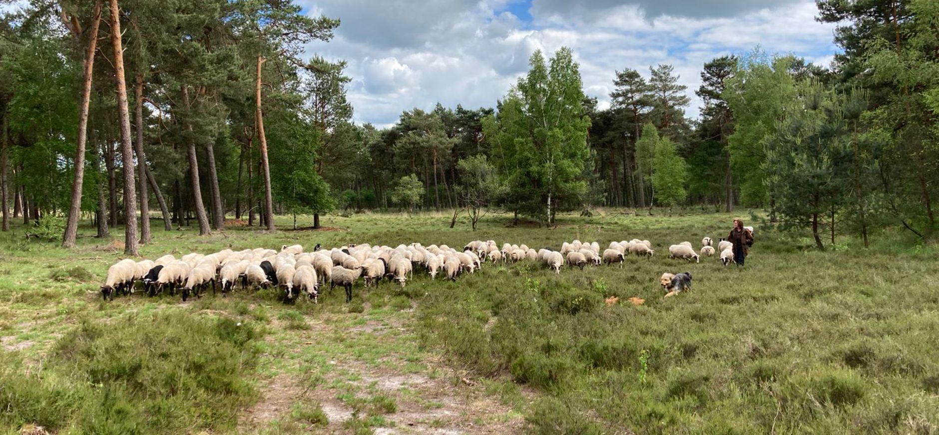 schaapskudde Belhamel - Grote Veld