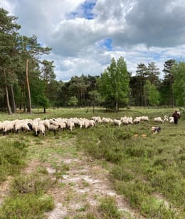 schaapskudde Belhamel - Grote Veld