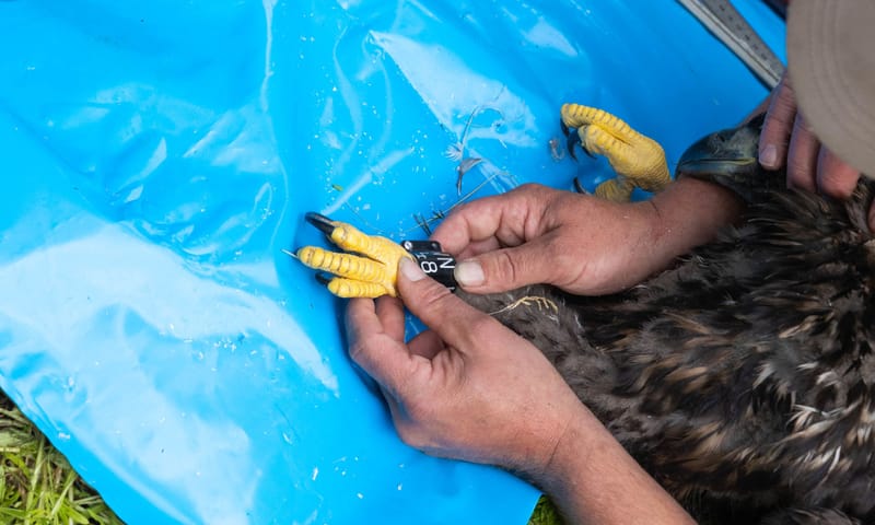 Zeearend ringen Vogeleiland