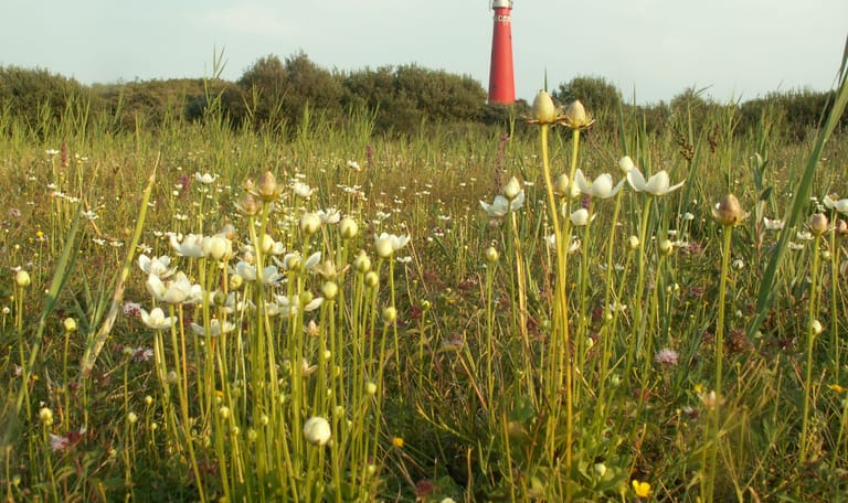 plantenexcursie Schiermonnikoog