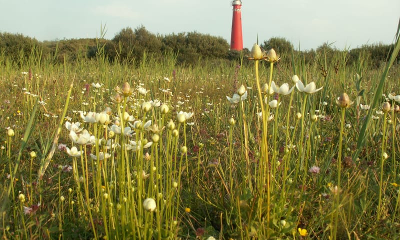 plantenexcursie Schiermonnikoog