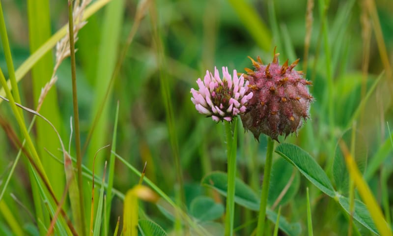 Aardbeiklaver