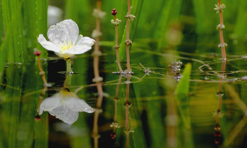 Bloeiend krabbenscheer