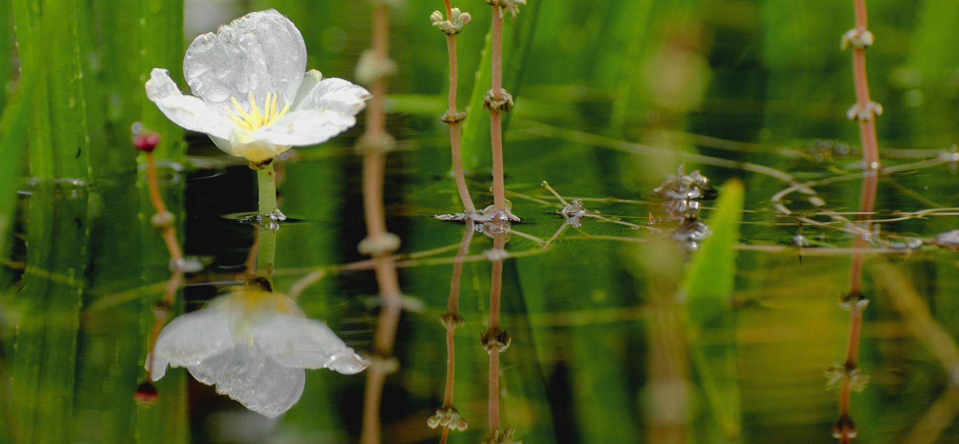 Bloeiend krabbenscheer