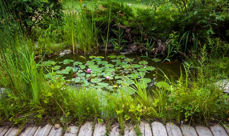Natuurlijke tuinvijver