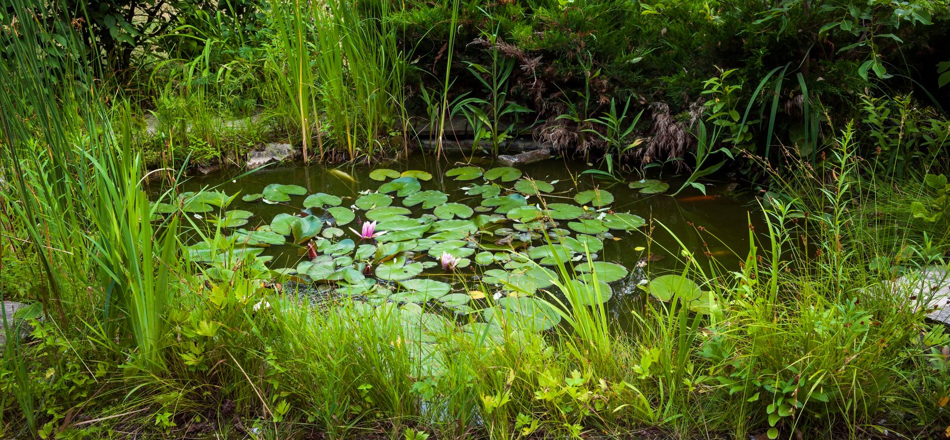 Natuurlijke tuinvijver