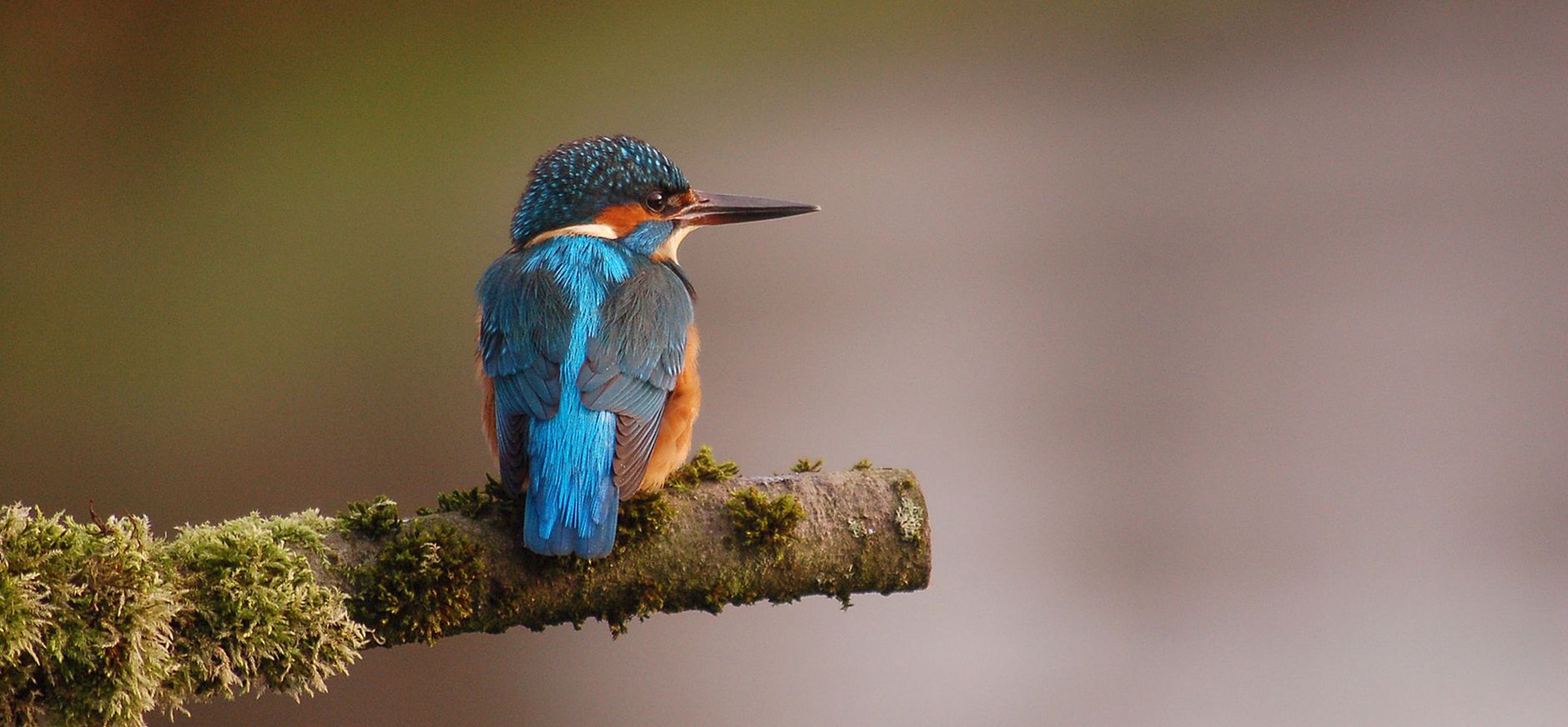 Ijsvogel