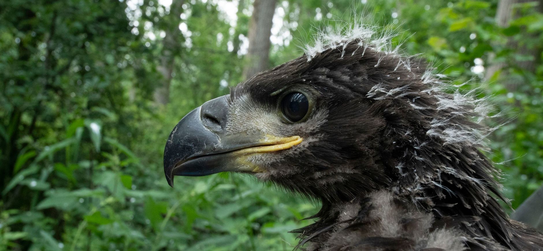 Jonge zeearend Voorsterbos