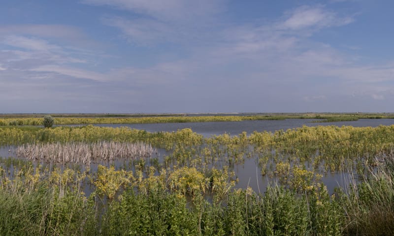 Marker Wadden