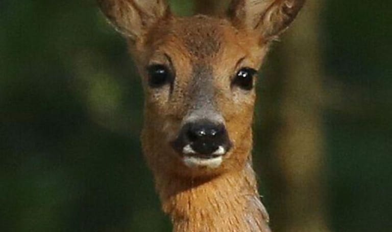 Ree