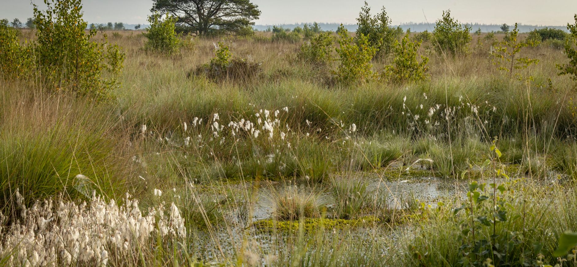 Fochteloërveen hoogveen